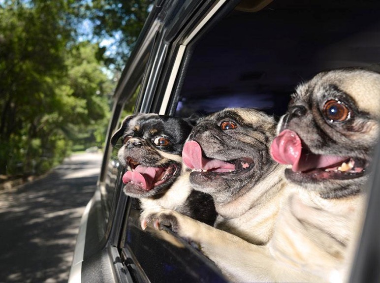 Pugs on a road trip