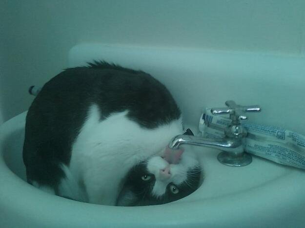 Drinking cat