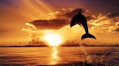 dolphin