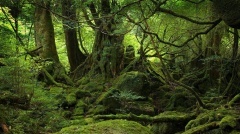 green forest