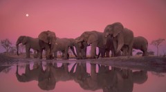 elephants